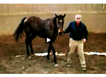 institut-repere-video-metaphore-equine