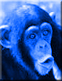 reperage-singe