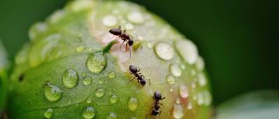 fourmis intelligence colective fourmis intelligence colective