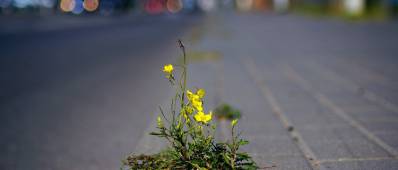 plante résilente plante résilente