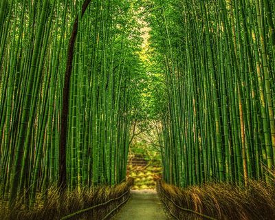 la fougère et le bambou