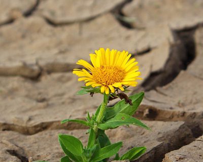 fleur dans le desert