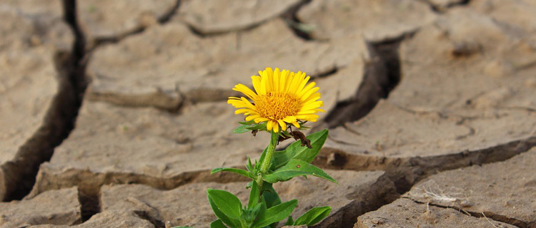 fleur dans le desert