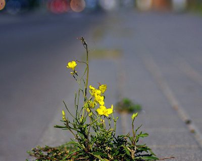 plante résilente