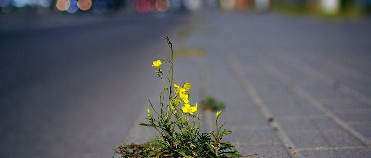 plante résilente