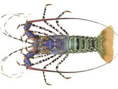 Homard3