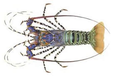 Homard3