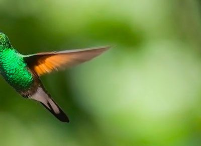 la légende du colibri