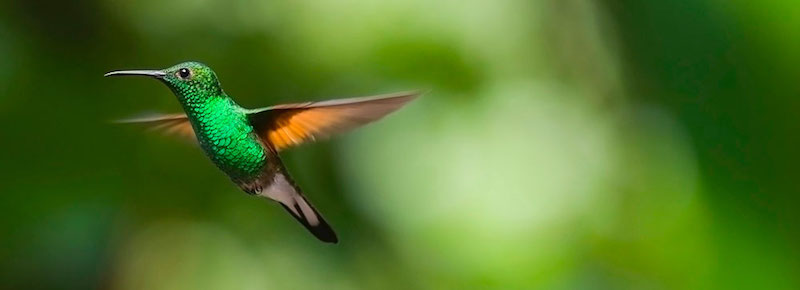 la légende du colibri